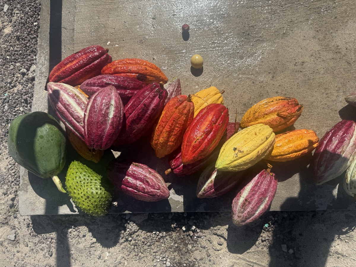 Cacao Pods