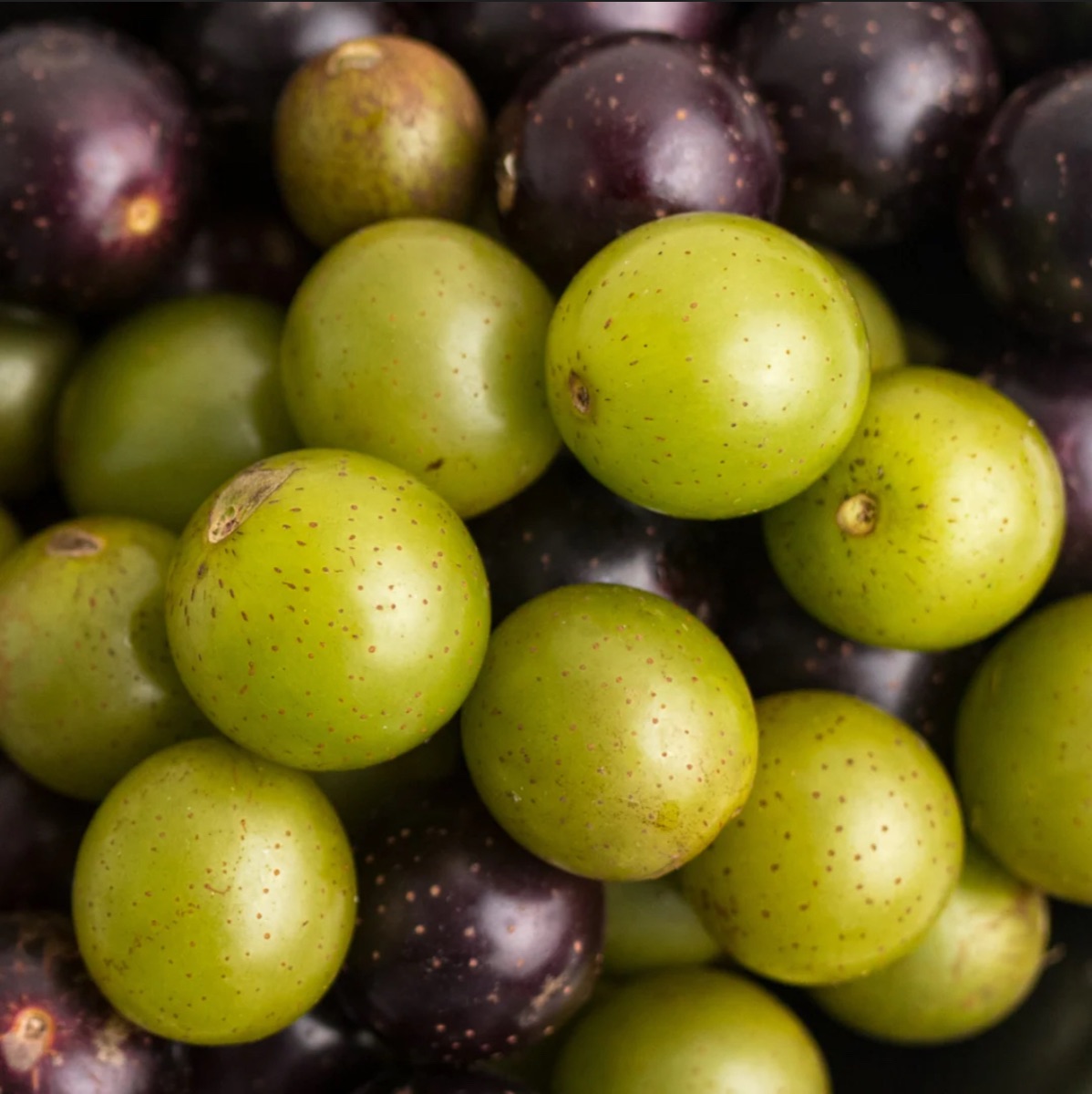Muscadine Grapes