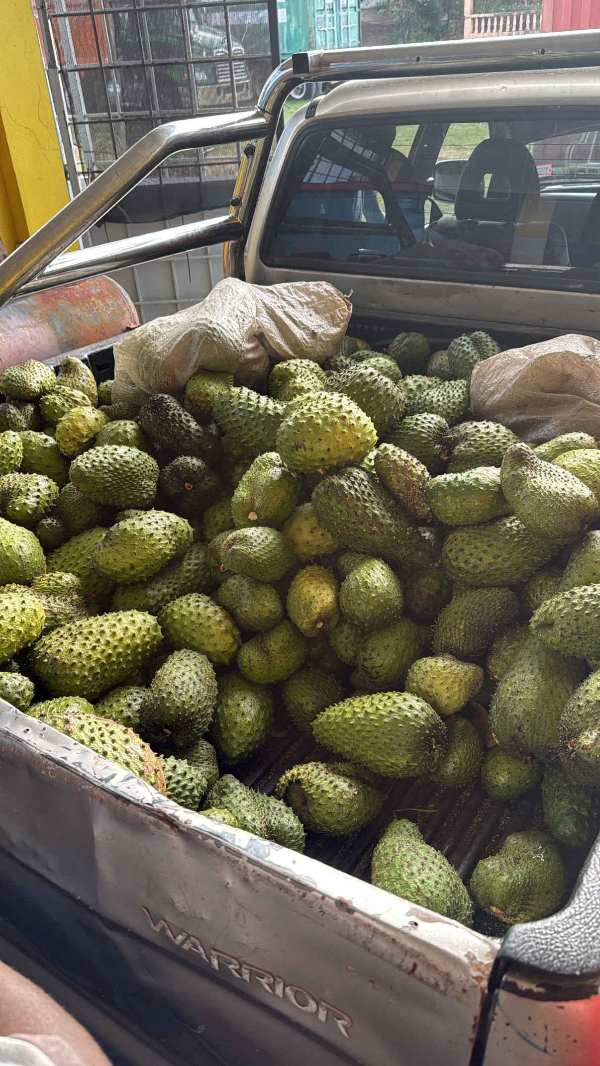 Soursop